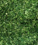 Freeze-Dried Flaked Cilantro - 0.25oz