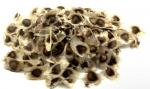 Ladybugs Moringa Seeds - 3oz 